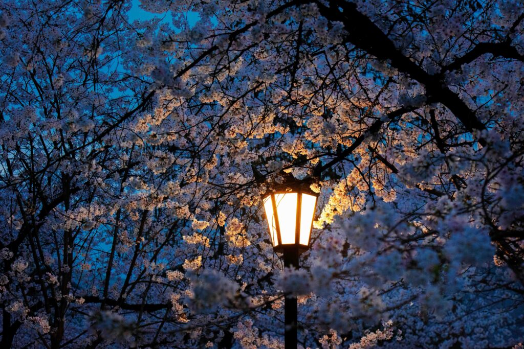 夜樱与路灯摄影指南：夜间樱花与城市灯光的共生美学｜东京春季限定景观-熊猫素材站